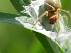 Cheiracanthium punctorium