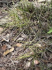 Carex planostachys