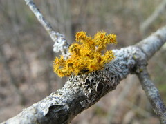 Teloschistes chrysophthalmus