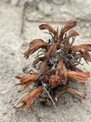 Aphyllon corymbosum