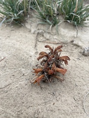 Aphyllon corymbosum