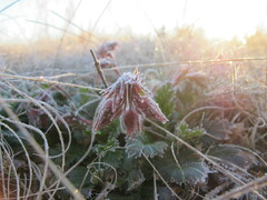 Geum triflorum