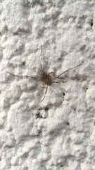 Odiellus spinosus