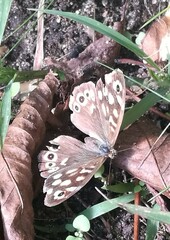 Pararge aegeria tircis