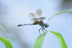 Pachydiplax longipennis