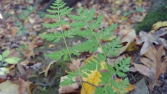 Cystopteris protrusa