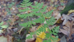 Cystopteris protrusa