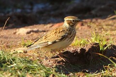 Lullula arborea