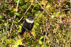 Turdus torquatus