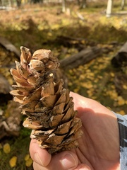 Pinus flexilis