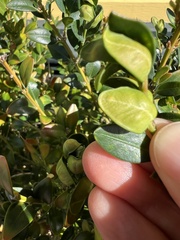 Monarthropalpus flavus