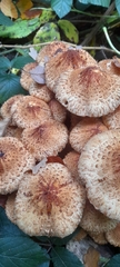 Pholiota squarrosa