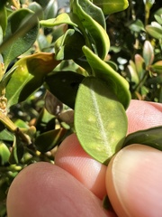 Monarthropalpus flavus