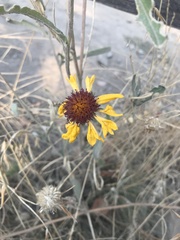 Gaillardia aristata