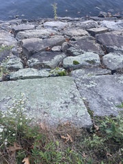 Flavoparmelia baltimorensis