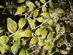 Lithospermum bejariense