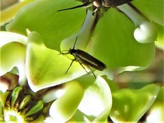 Scythrididae