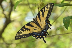 Papilio glaucus