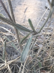 Gaillardia aristata
