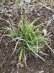 Carex planostachys