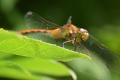 Sympetrum