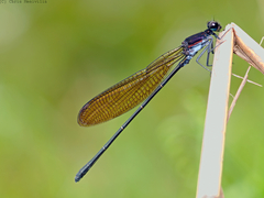 Argia tezpi