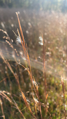 Schizachyrium scoparium