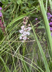 Liatris acidota