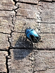 Coleoptera