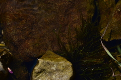 Fontinalis antipyretica