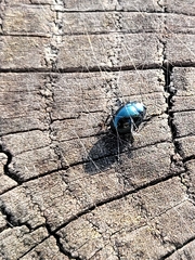 Coleoptera
