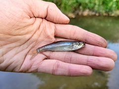 Luxilus chrysocephalus