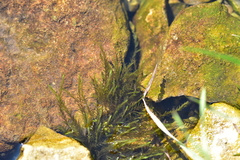 Fontinalis antipyretica