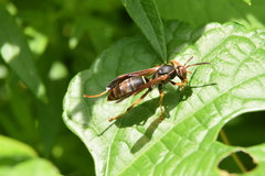 Polistes fuscatus