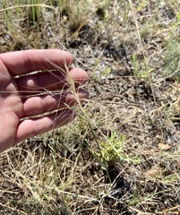 Elymus elymoides