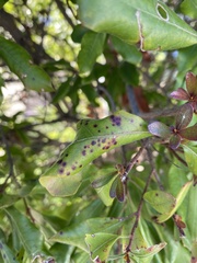 Mycosphaerella colorata