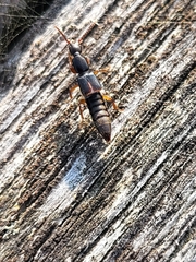 Staphylinidae