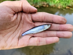 Cyprinella spiloptera