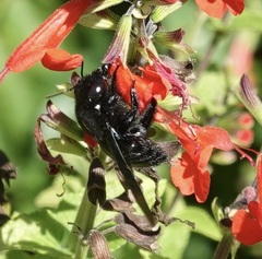 Xylocopa strandi