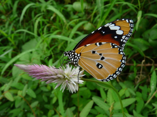 Plain Tiger Butterfly, photo 4 of 7