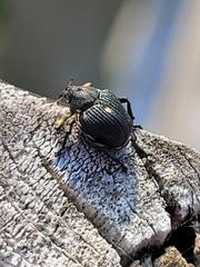 Mononychus punctumalbum