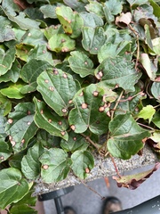 Phyllosticta ampelicida