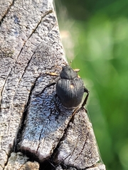 Mononychus punctumalbum