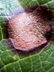 Phyllosticta ampelicida