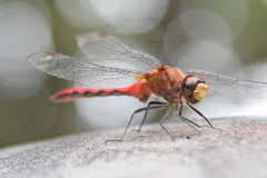 Sympetrum
