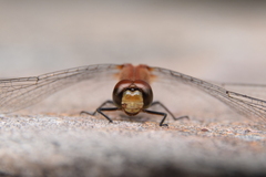 Sympetrum