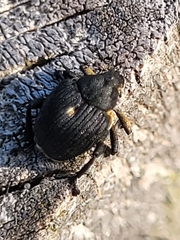 Mononychus punctumalbum