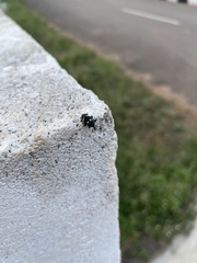 Curculionoidea