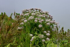Daucus decipiens