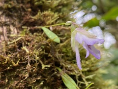 Utricularia jamesoniana